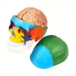 1:1 Detachable 8 Parts Human-Skull Model