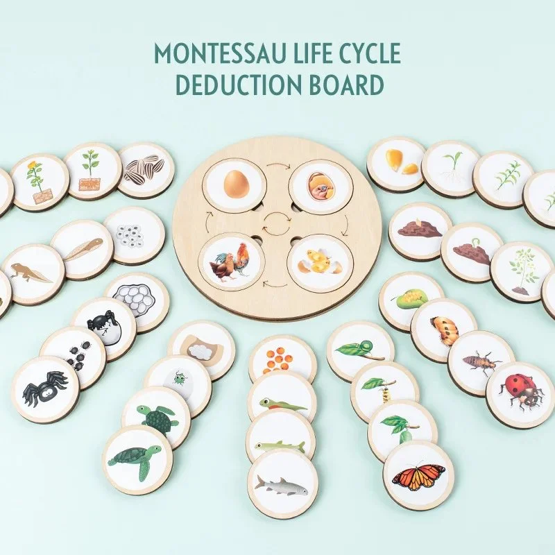 Life Cycle Sorting Montessori Kit