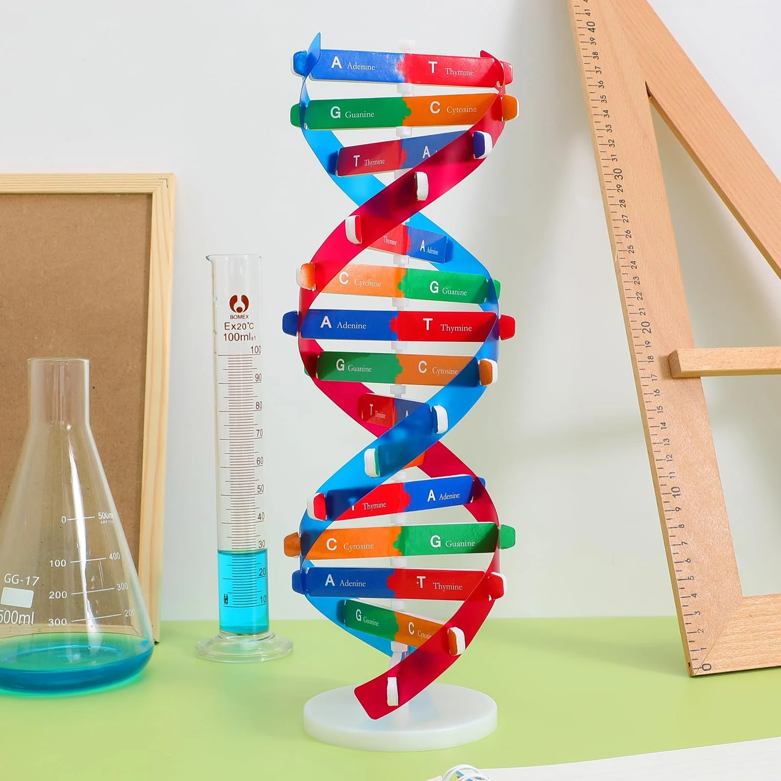 DNA Double Helix Model Kit for Kids