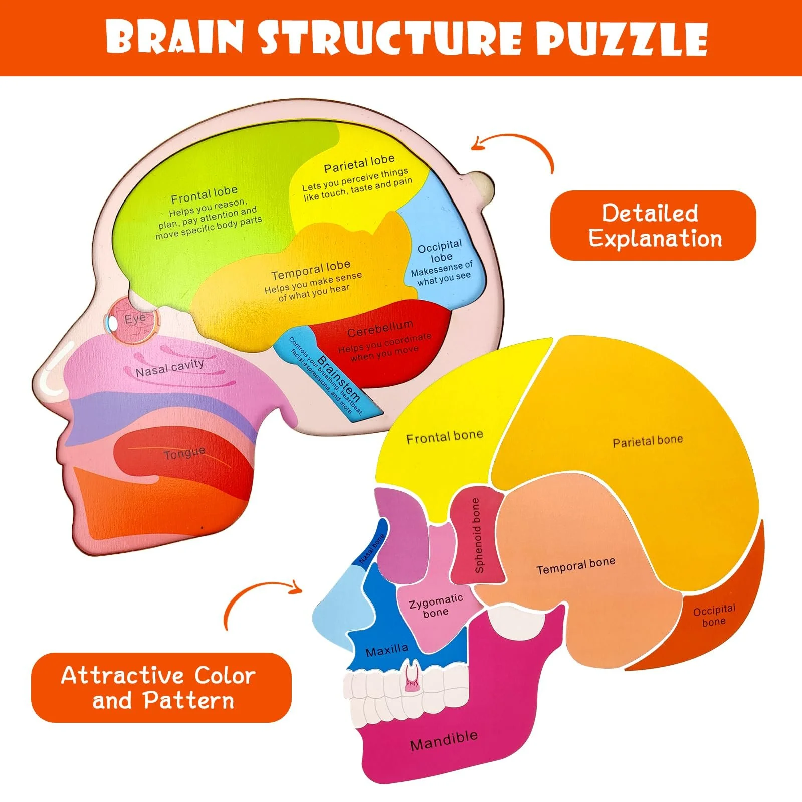 Montessori Wooden Brain Puzzle