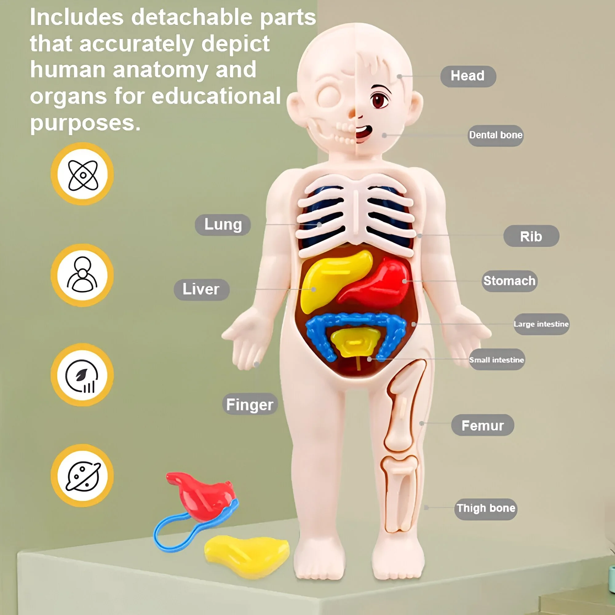 13-Piece Human Anatomy Montessori Toy Set – Educational DIY Model