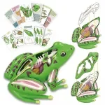 4D Frog Anatomy Model STEM Educational Toy with Detachable Organs