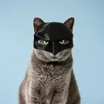 Halloween Cat Face Cushion with Bat Cosplay Hat