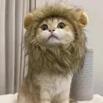 Cat and Dog Lion Mane Costume Hat