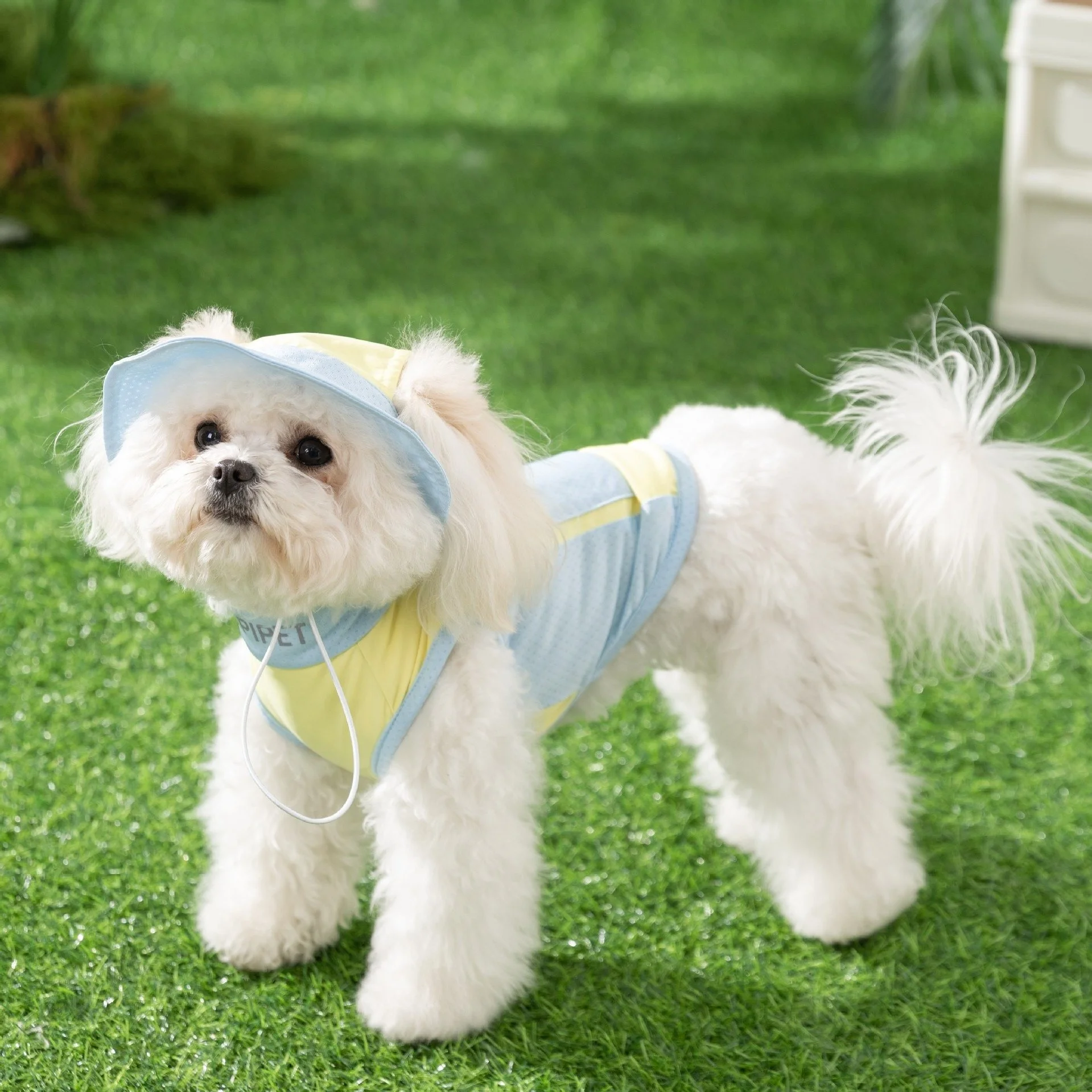 Summer Dog Mesh Vest with Hood