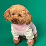 Cozy Wavy Line Hoodie for Small & Medium Dogs and Cats – Pet Outfit