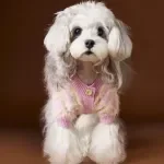 Warm Padded Dog Jacket with D-Rings for Small Dogs and Puppies