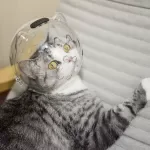 Transparent Cat Space Headcover – Breathable Anti-Scratch & Anti-Bite Mask