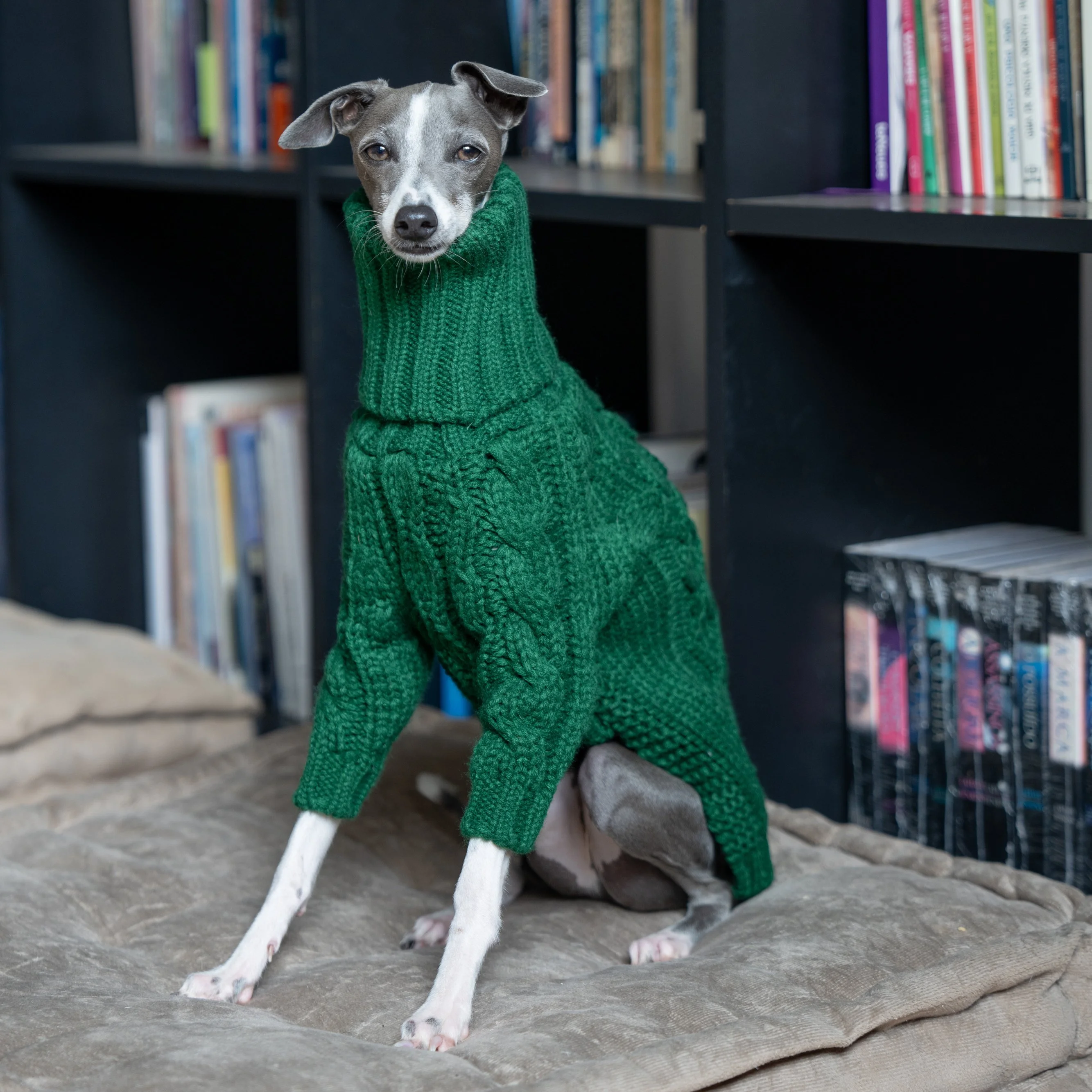 Warm Knitted Turtleneck Dog Sweater for Italian Greyhound & Whippet
