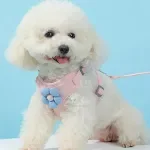 MULTI-PET Breathable Adjustable Harness & Leash Set