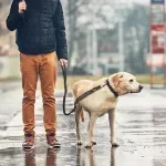 Durable Reflective Bungee Dog Leash