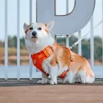 Reflective Nylon Dog Harness Adjustable and Breathable for Small Medium Large Dogs