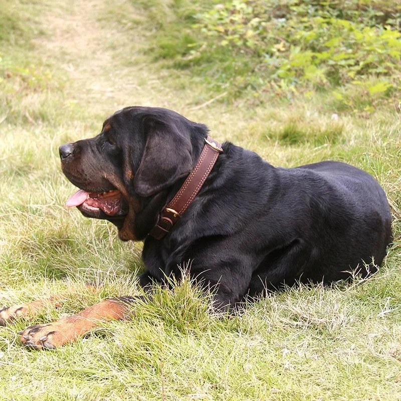 Durable Vintage Leather Dog Collar
