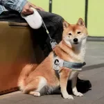 Retractable Dog Leash with Reflective Strip