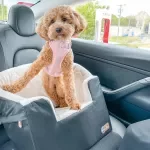Elevated Dog Car Seat with Seat Belt