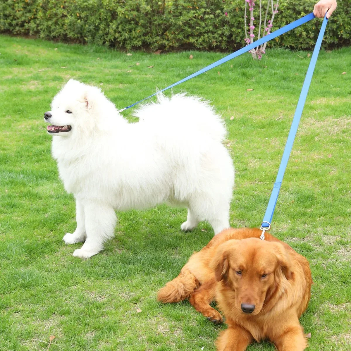 Hands-Free Adjustable Dog Leash