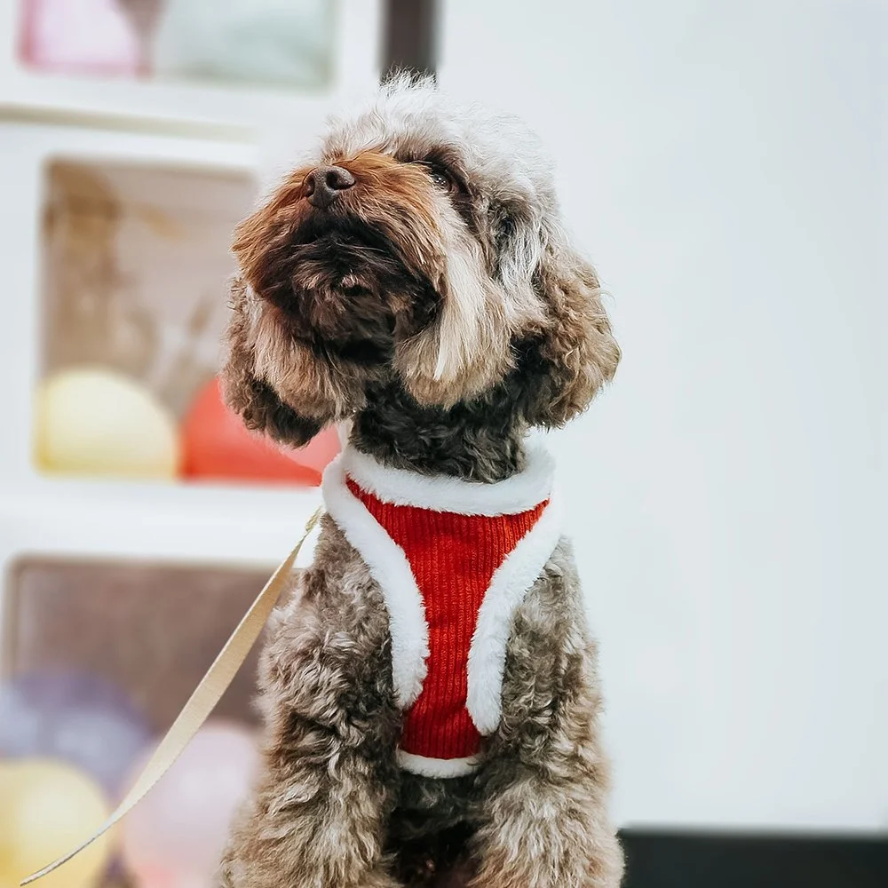 Warm Winter Harness & Leash Set for Small to Medium Dogs and Cats