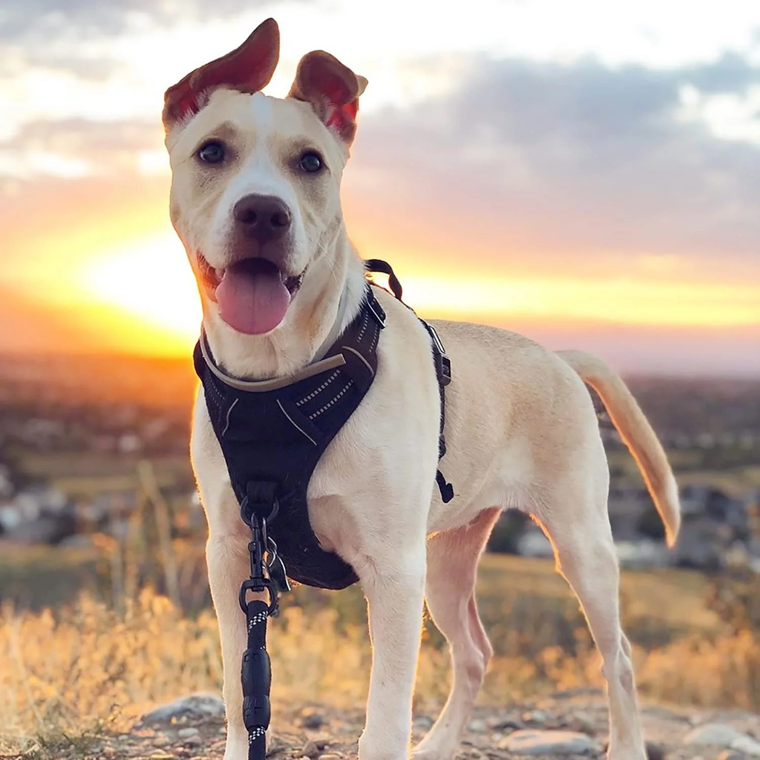 Luxury French Bulldog Vest Harness and Dog Collar Set