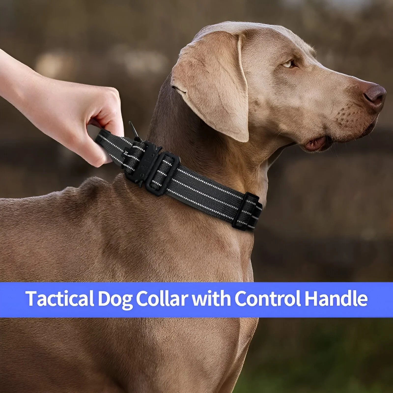 Heavy Duty Tactical Dog Collar