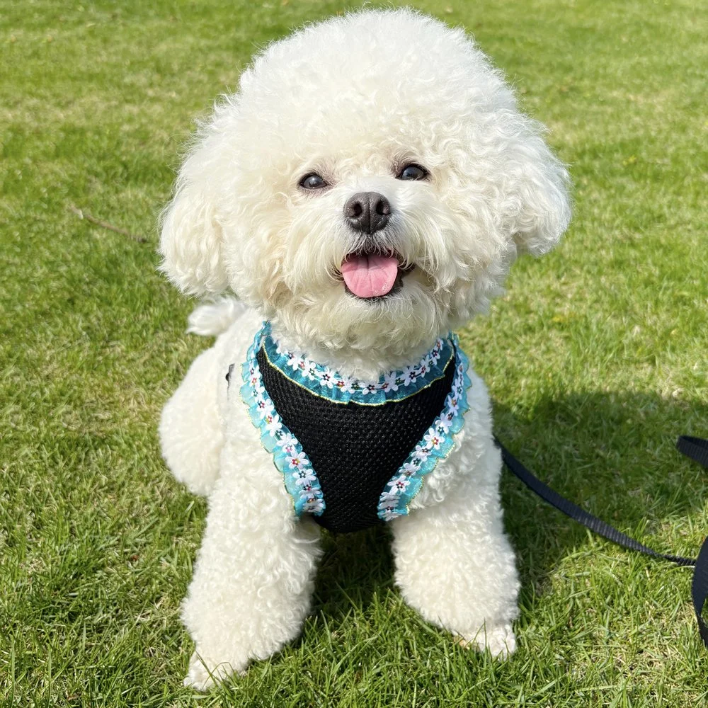 Adjustable Lace-Trimmed Small Dog & Cat Harness Set