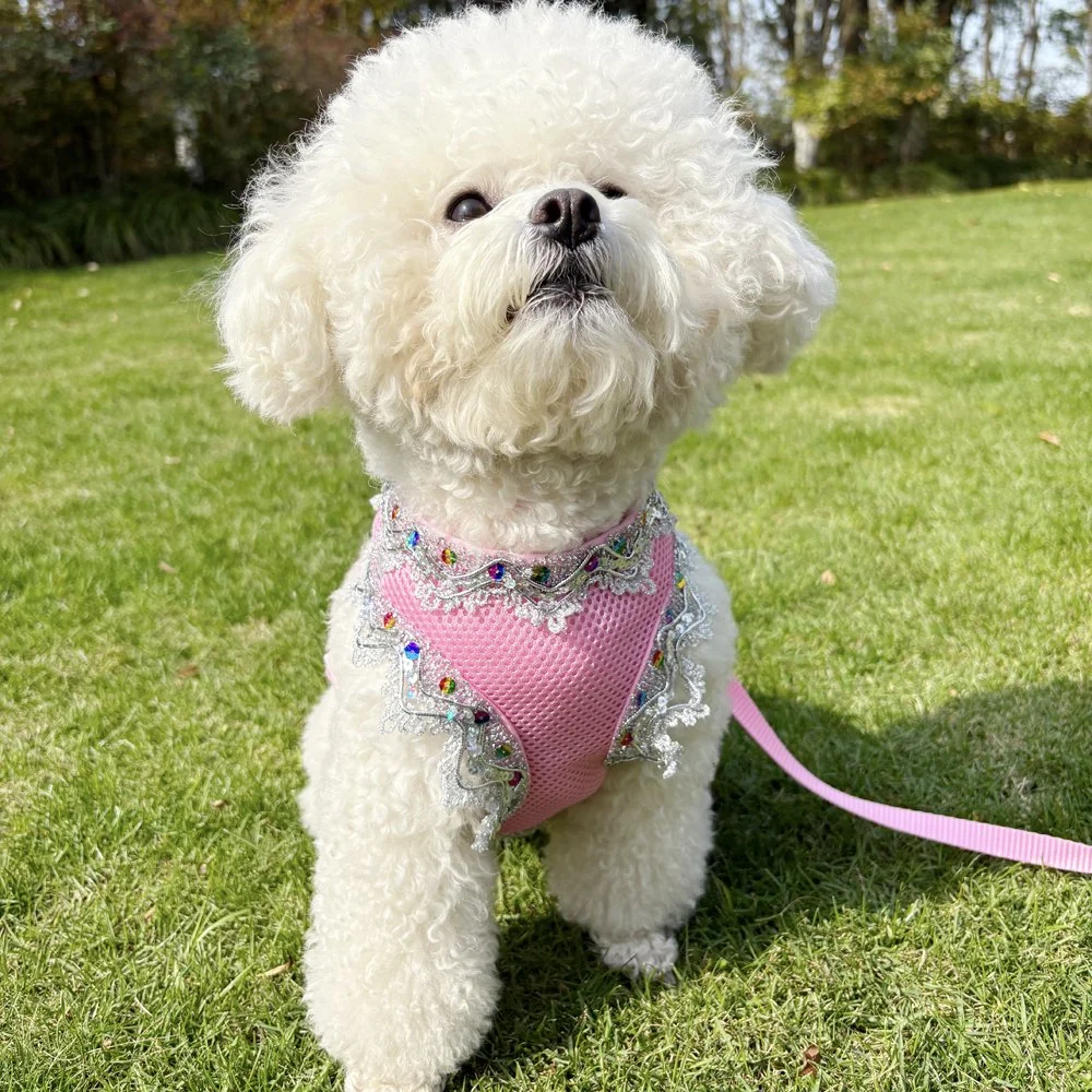 Breathable Gold Thread Lace Dog & Cat Harness Set with Leash