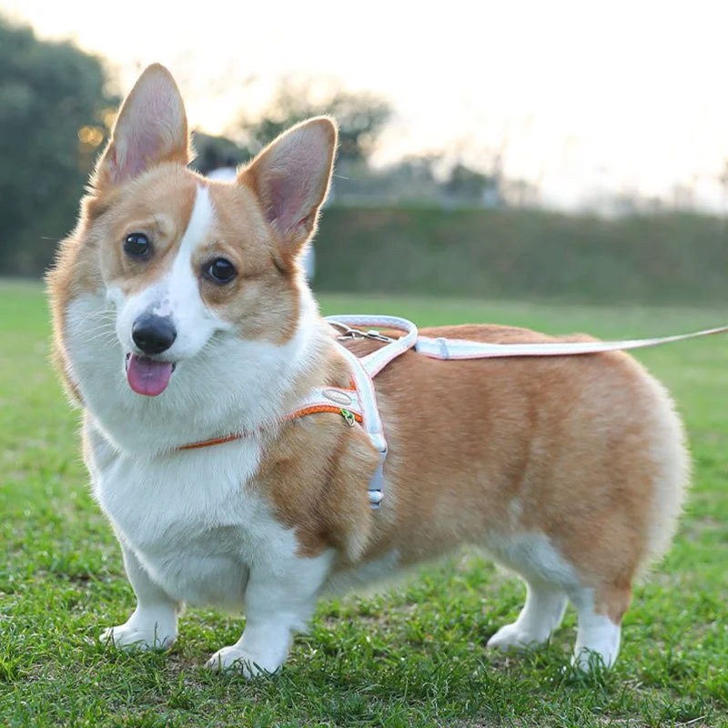 Comfort Fit LED Dog Harness & Leash Set for Small to Medium Dogs