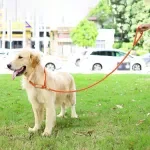Cotton Slip Dog Leash for Training – Comfortable, Durable & Easy to Use
