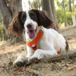 Adjustable Reflective Dog Harness and Leash Set for Medium & Large Dogs