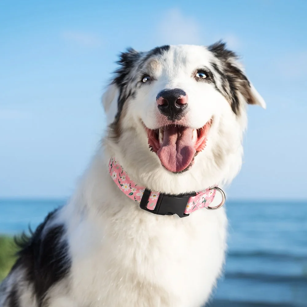 Adjustable Printed Nylon Dog Collar for Small to Large Breeds – Cute & Comfy