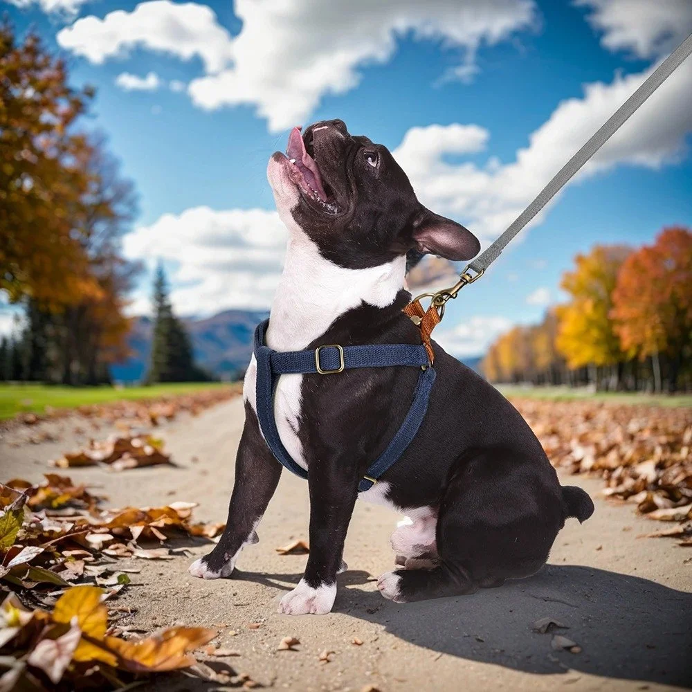 Adjustable Dog Harness and Leash Set with Collar