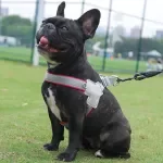 Reflective No-Pull Breathable Dog Harness for Small to Large Pets