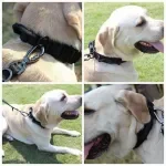 Adjustable Tactical Dog Collar and Bungee Leash Set with Heavy-Duty Buckle