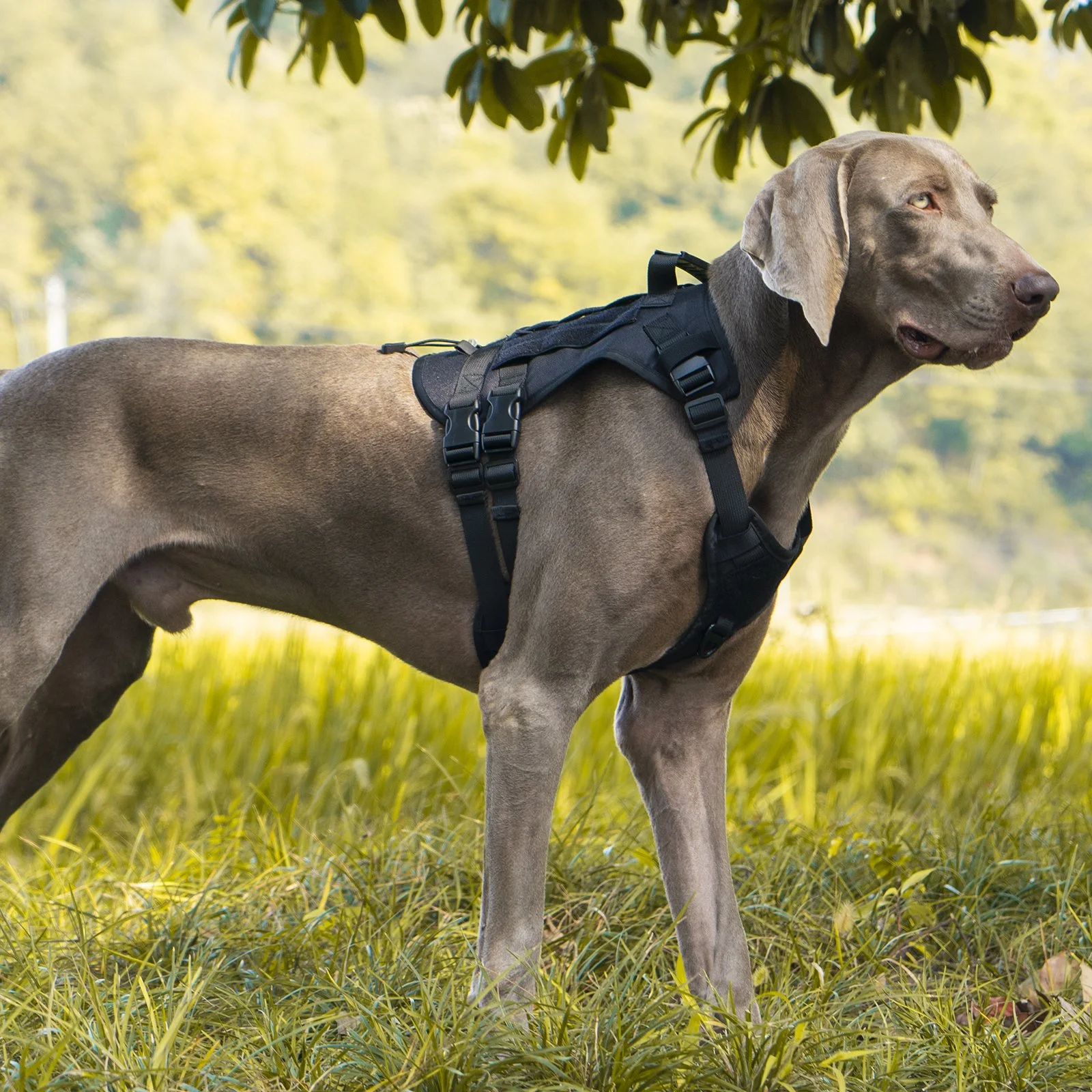 Durable Tactical Dog Harness with Anti-Slip Chest Strap