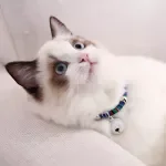 Small Dog & Cat Bell Collar – Cute Neck Accessory with Soft Bell
