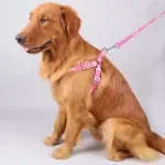 Colorful Dog Harness & Leash Set with Bone Tripod – For Indoor & Outdoor Use