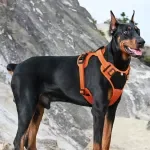 Reflective Dog Harness – Anti-Pull Adjustable Safety Vest for Outdoor Walks