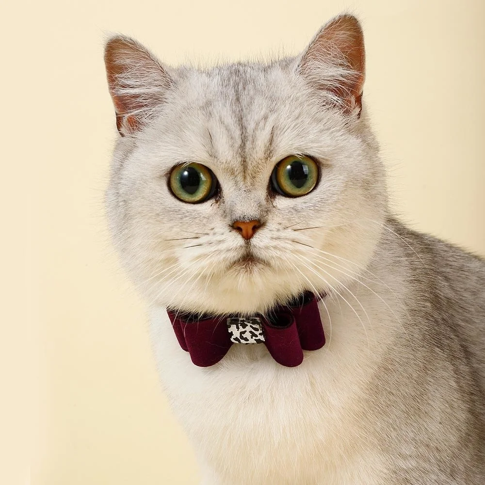 Soft Velvet Pet Collar with Bow for Cats & Small Dogs