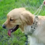 Durable Chrome Prong Dog Training Collar with Quick Release for Medium & Large Dogs