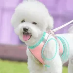 Outdoor Walking Dog Harness & Leash Set for Small and Medium Dogs