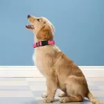 Reflective Adjustable Soft Padded Nylon Dog Collar for Night Safety