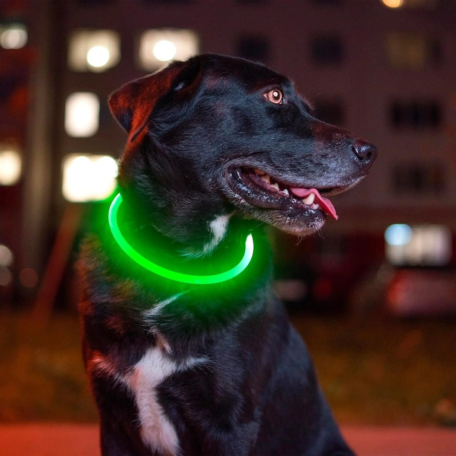 LED USB Rechargeable Dog Safety Collar – Glow-in-the-Dark Pet Protection