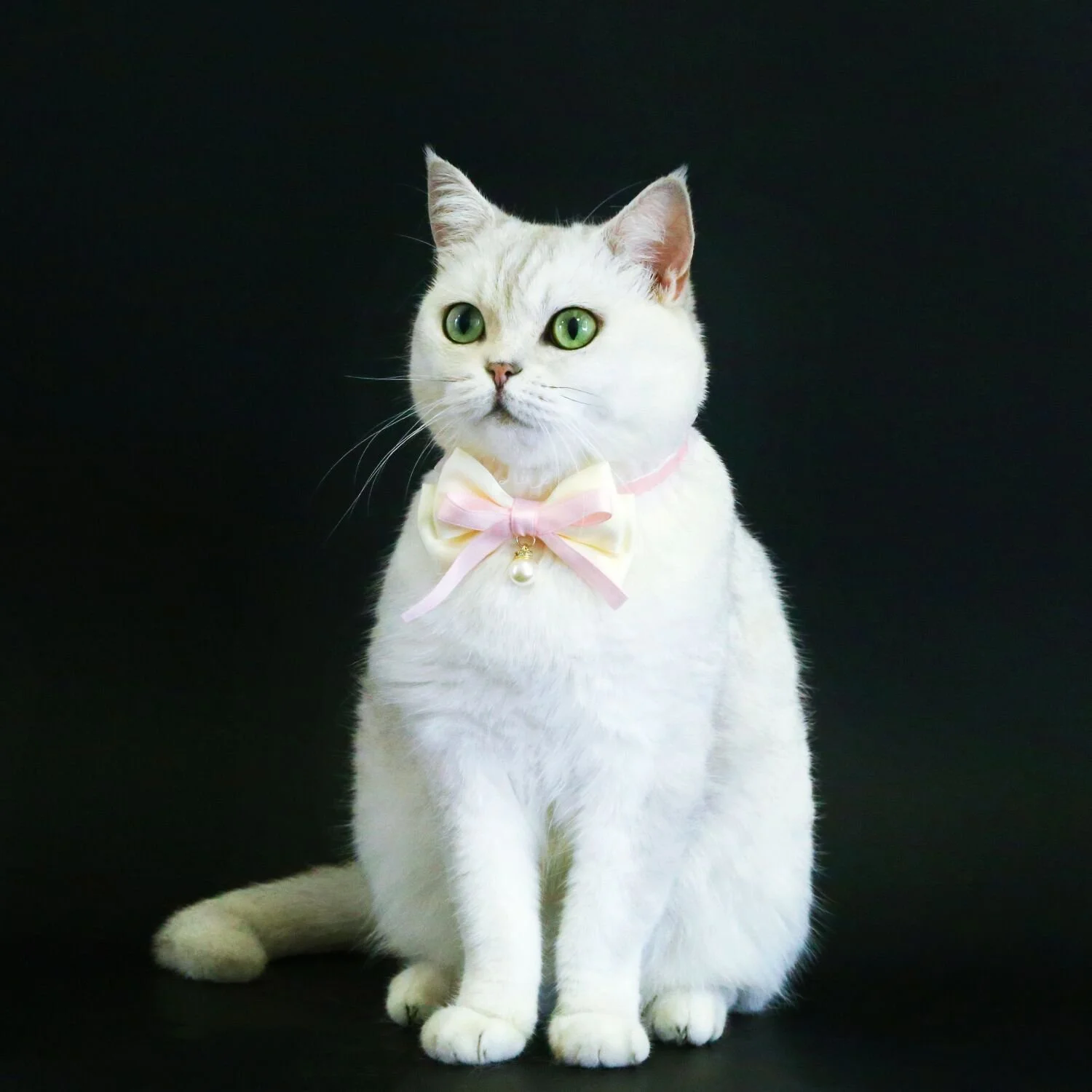 Elegant Pearl Velvet Bow Collar for Cats and Small Dogs