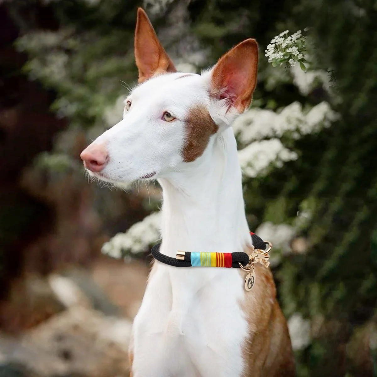 Colorful Braided Rainbow Dog Collar with Gold Accents – Slip-On P-Chain