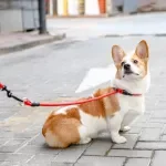 Adjustable Nylon P-Chain Dog Training & Walking Collar