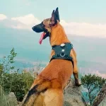 LED Light-Up Adjustable Pet Harness with Tracker Holder for Dogs & Cats