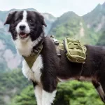 High-Performance Tactical Dog Harness Backpack with Waterproof Utility Pouches