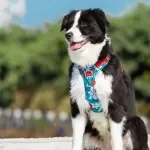 Explosion-Proof Camouflage Reflective Dog Harness with Quick-Release Fit