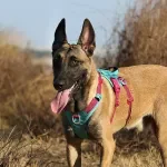 No-Pull Escape-Proof Reflective Dog Harness with Handle & Padding