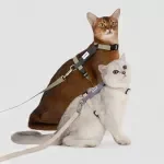 Breathable Cat Harness and Leash Set for Safe Outdoor Walks