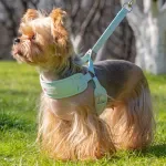Breathable Pet Harness Vest and Leash Set for Small to Medium Dogs